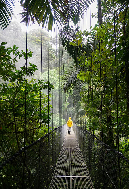 Hanging Bridges