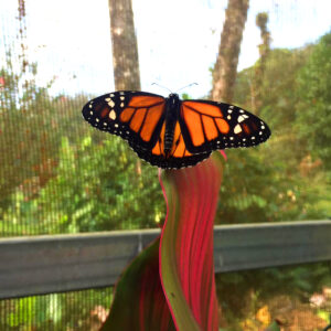 Butterfly in Monika’s former butterfly garden at the Lucky Bug Property in Costa Rica, reflecting the vibrant and artistic wildlife sanctuary on the grounds.
