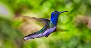 Close‑up of a hummingbird feeding on tropical flowers at the Lucky Bug Property in Costa Rica, showcasing the vibrant local wildlife