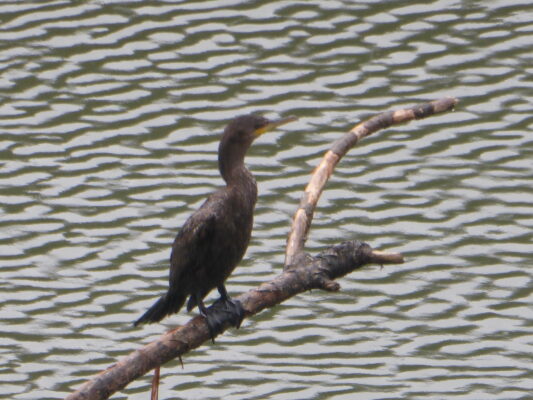 Lake Arenal Costa Rica property with birds fishing, nature paradise