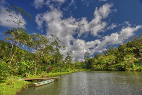 Lush rainforest vegetation near a Lake Arenal property in Costa Rica, showcasing the region’s rare ecosystem.