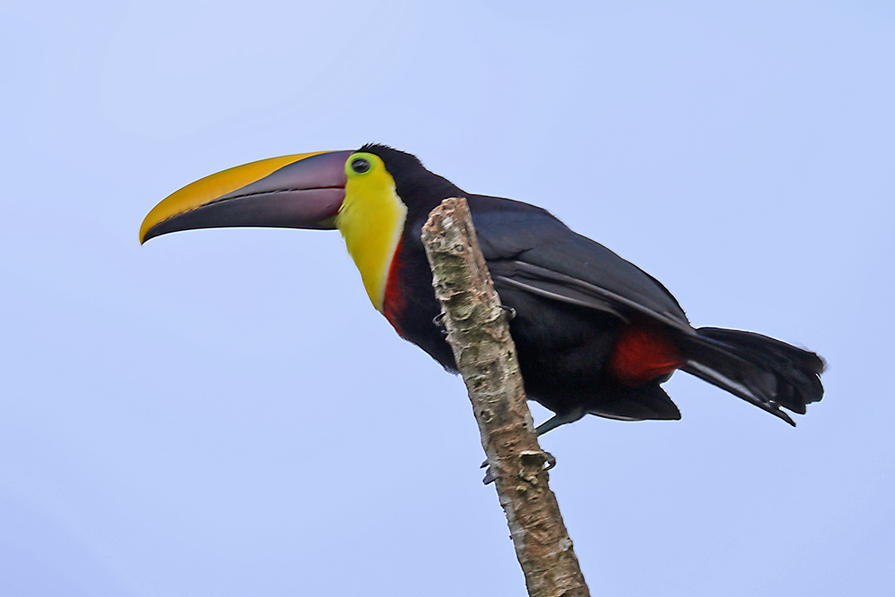 Toucan at Lake Arenal property Costa Rica, vibrant birdwatching paradise